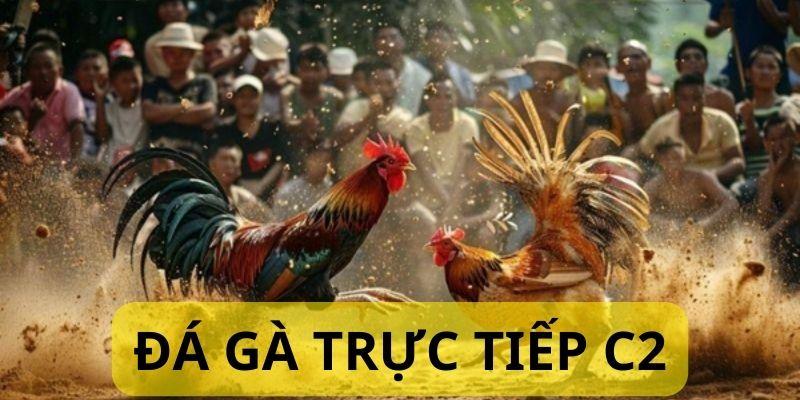 Tìm hiểu về giải đấu C2 trong đá gà